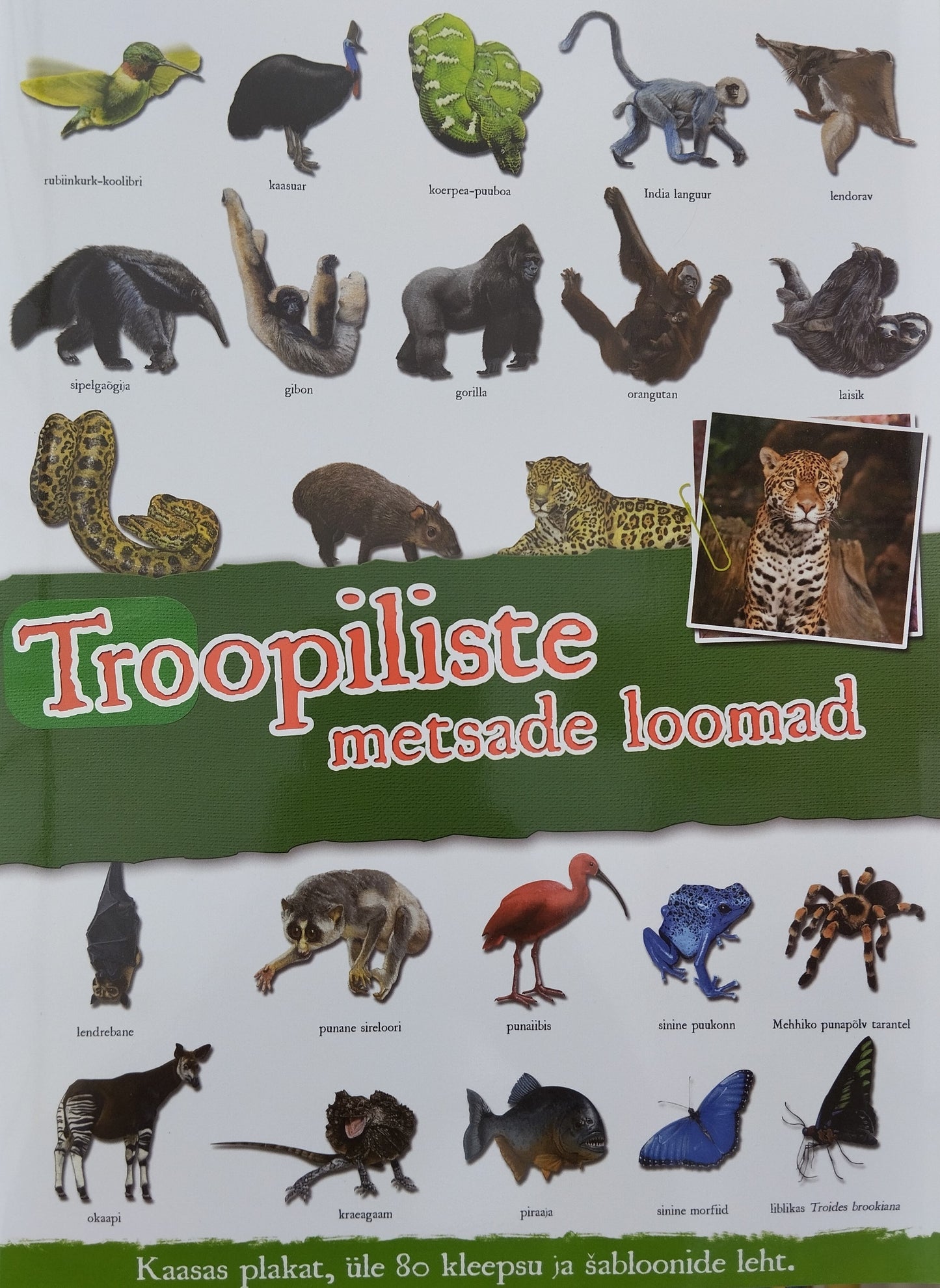 Troopiliste metsade loomad